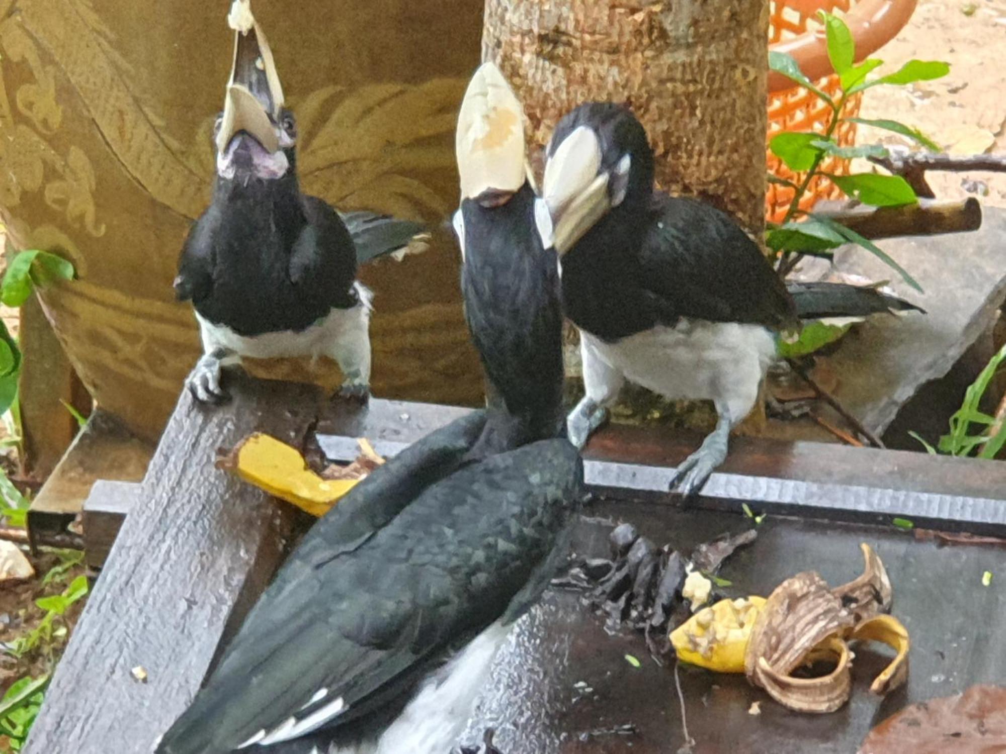 Ferienhaus Littleduck